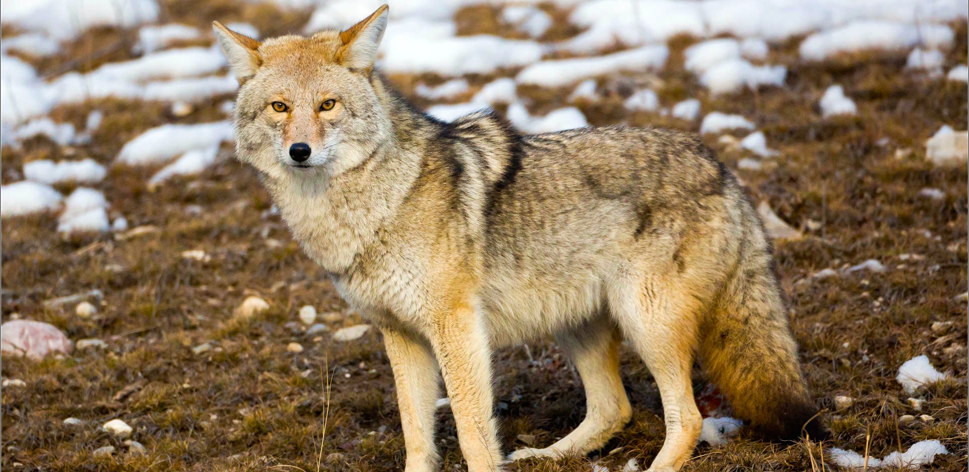 coyote-curiousity-c2a9-
