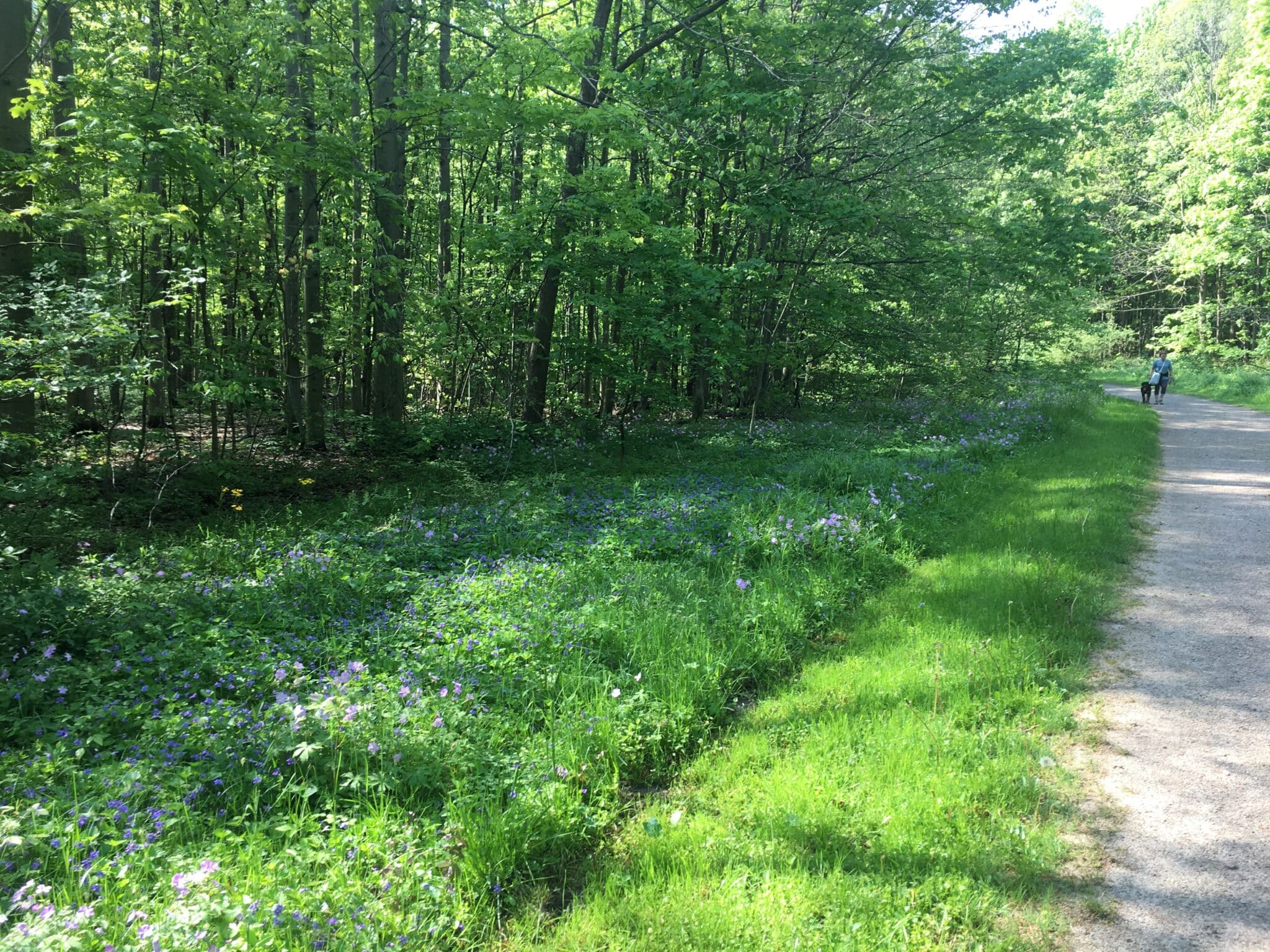 Spring Nearc It’s Not Too Late to Catch Spring Fever | Geauga County Maple Leaf