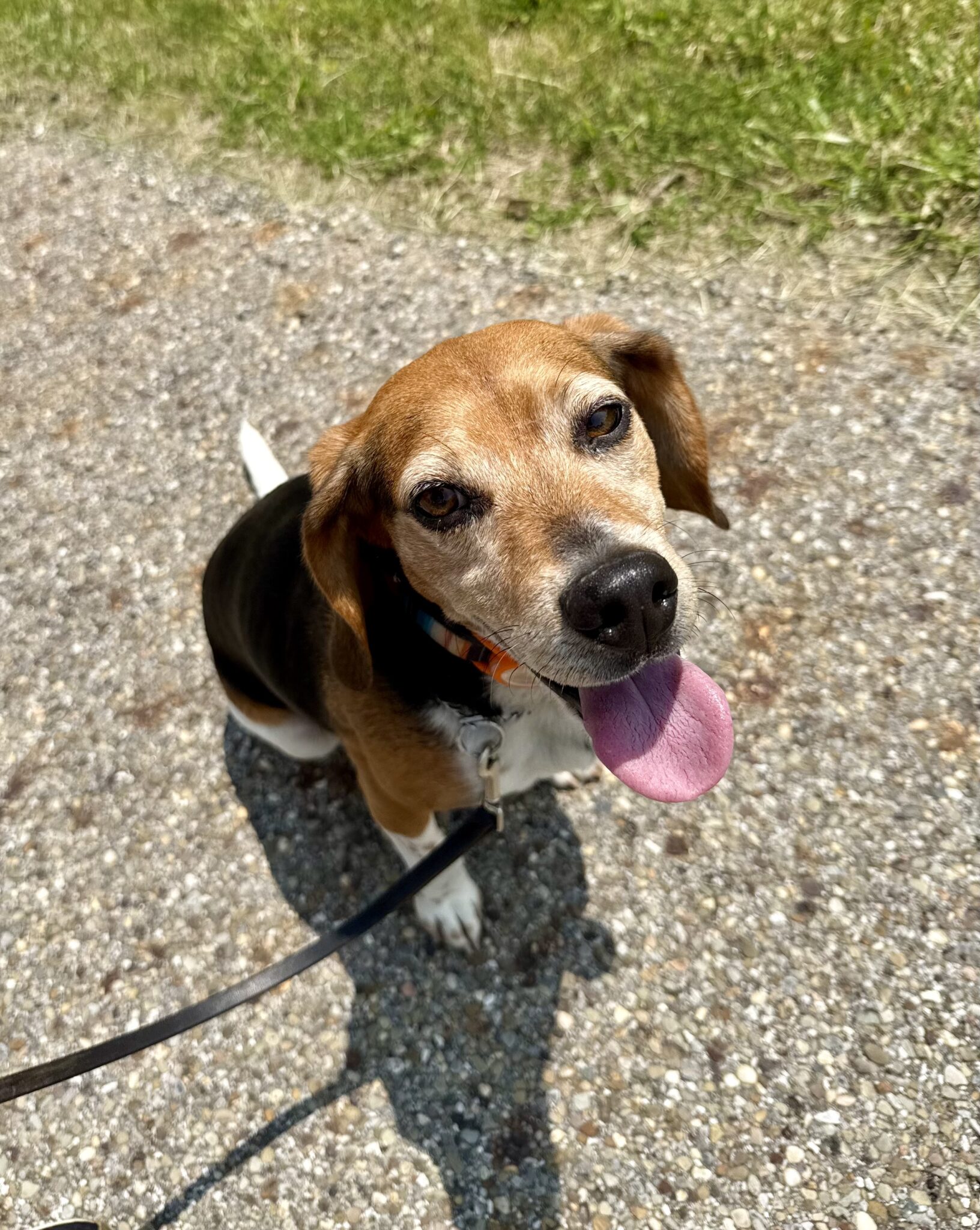 Beagle Chester Wins #1 Dog Contest | Geauga County Maple Leaf